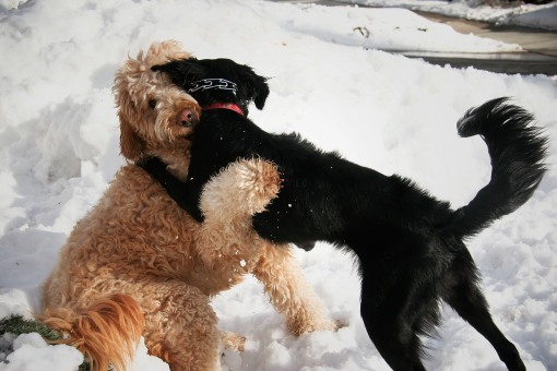 Sport (Goldendoodle) and Basie (mutt)